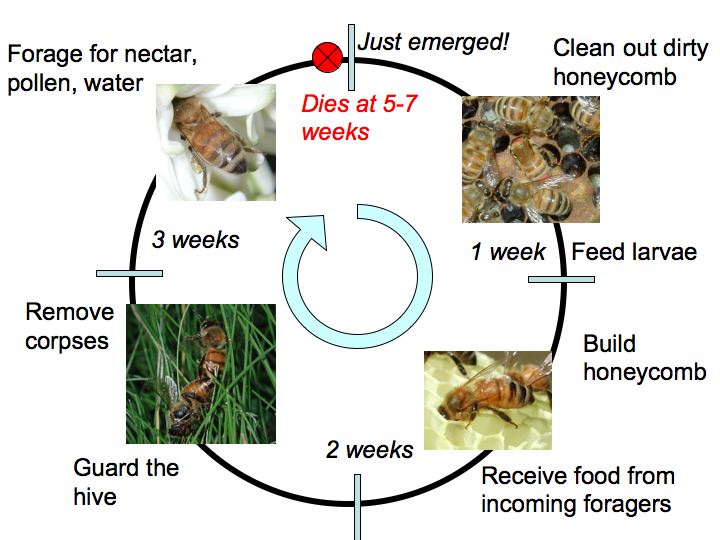 Social Behavior, BeeSpotter, University of Illinois